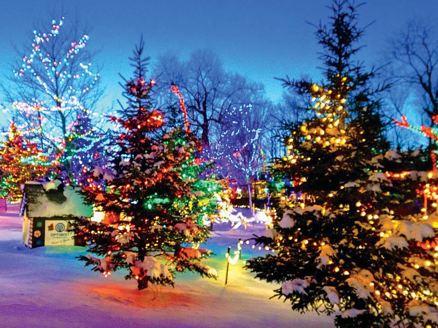 Trees in park lit up at night